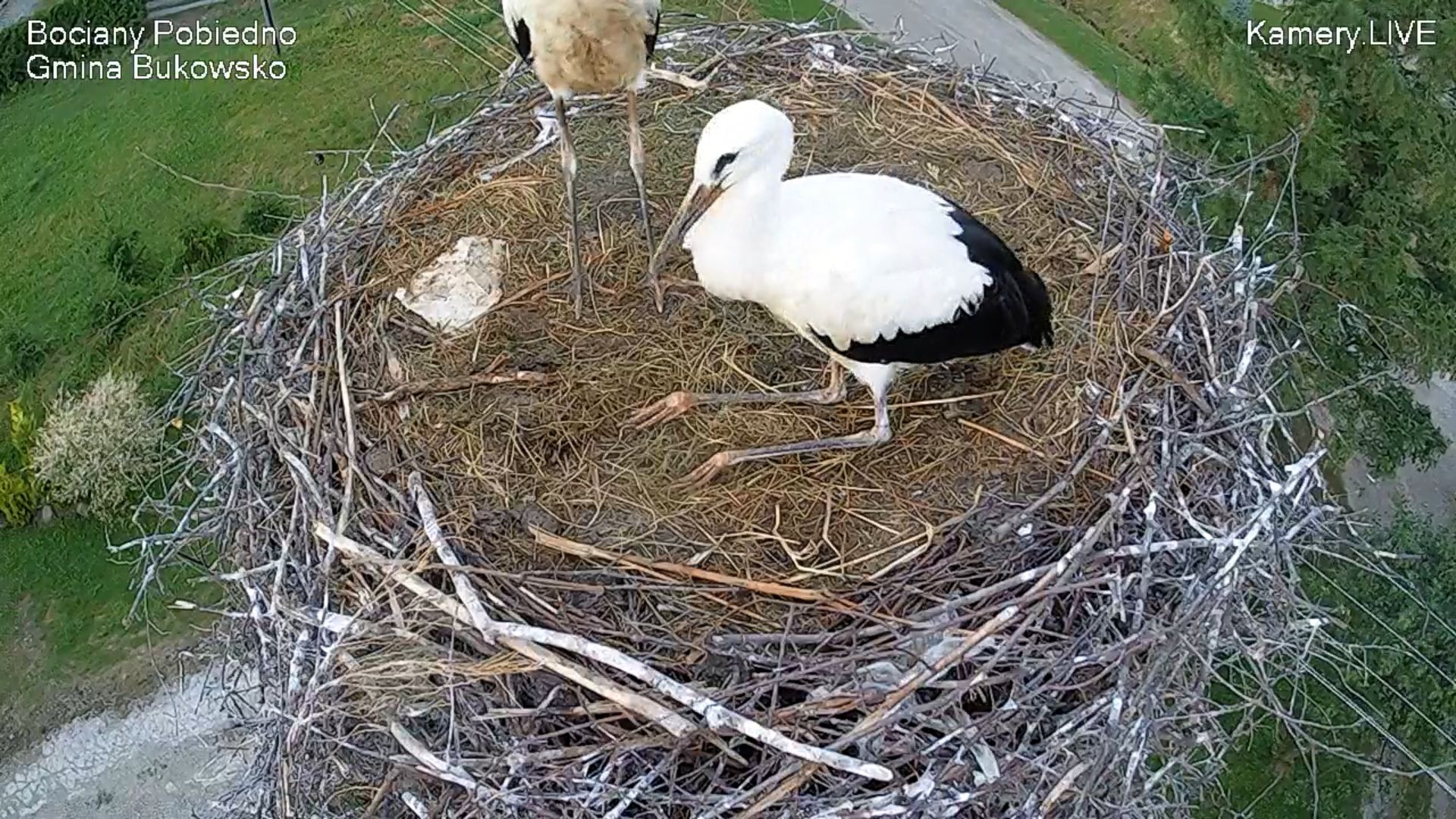 Bociany na żywo