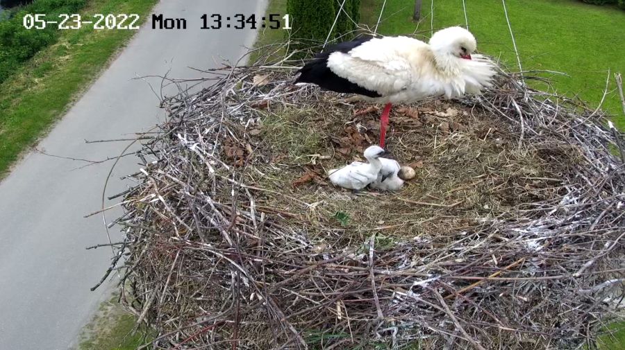 Bociany Posada Zarszyńska