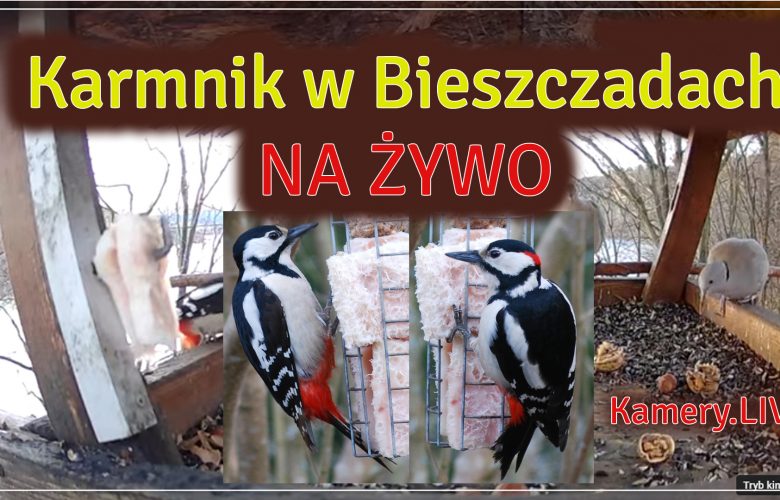 Karmnik online